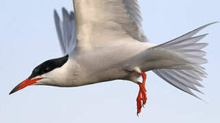 Common Tern