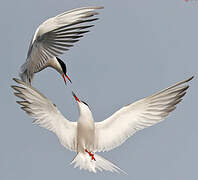 Common Tern