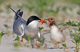 Common Tern