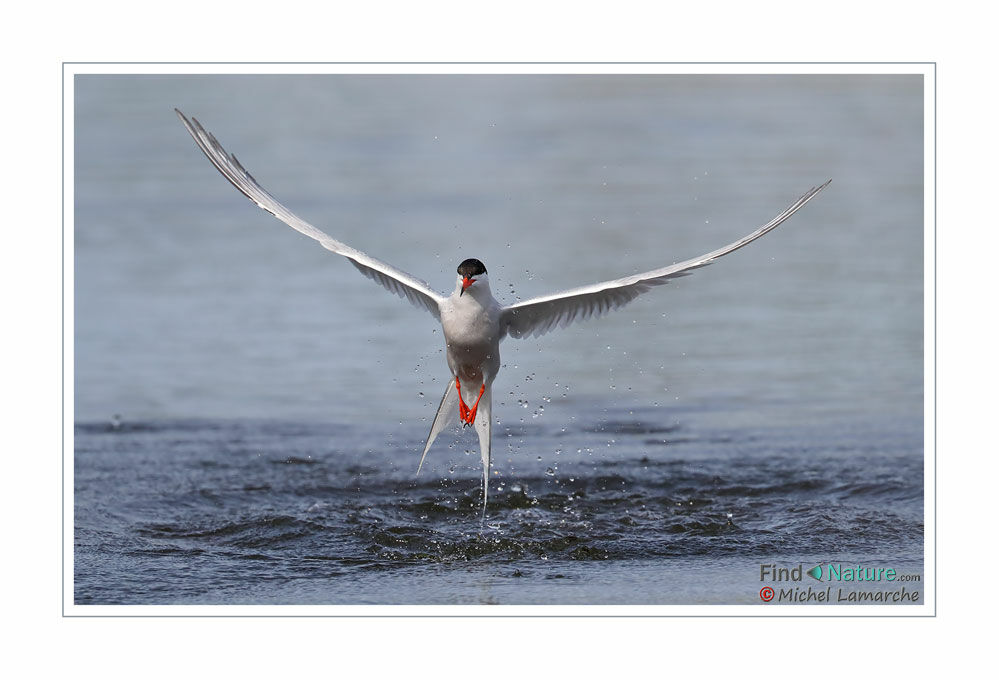 Common Tern, Flight