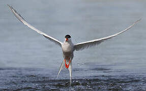 Common Tern