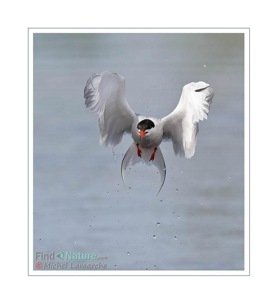 Common Tern, Flight