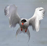 Common Tern