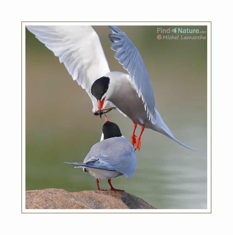 Common Tern, Flight, eats