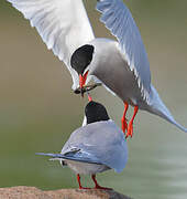 Common Tern