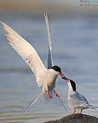 Common Tern