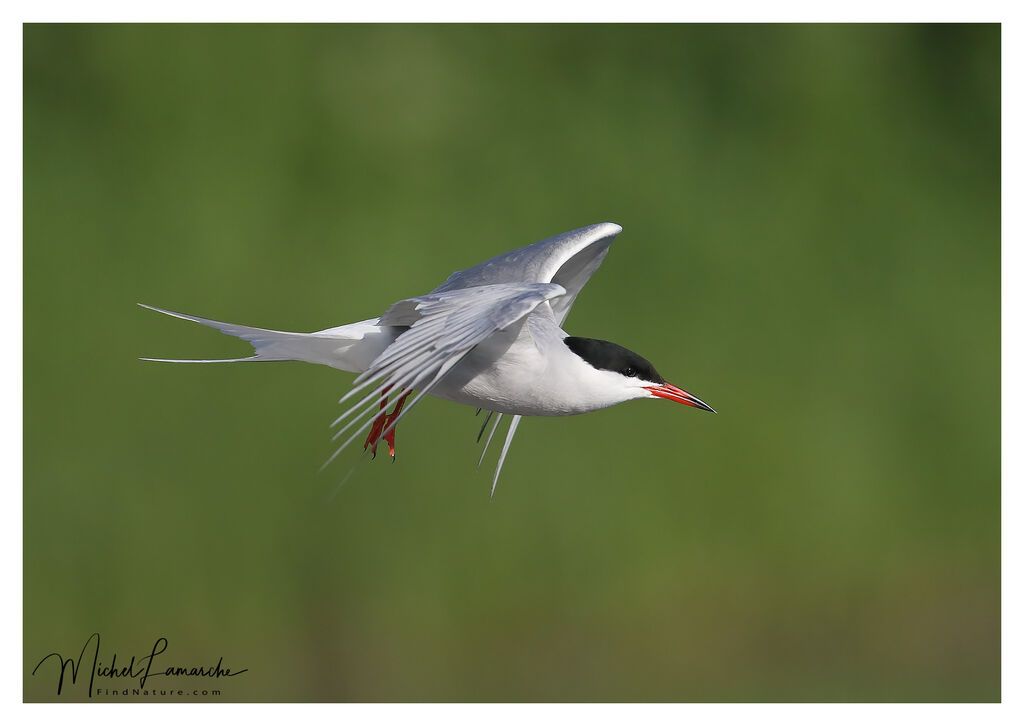 Common Tern, Flight