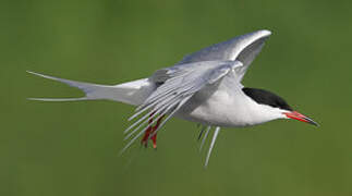 Common Tern