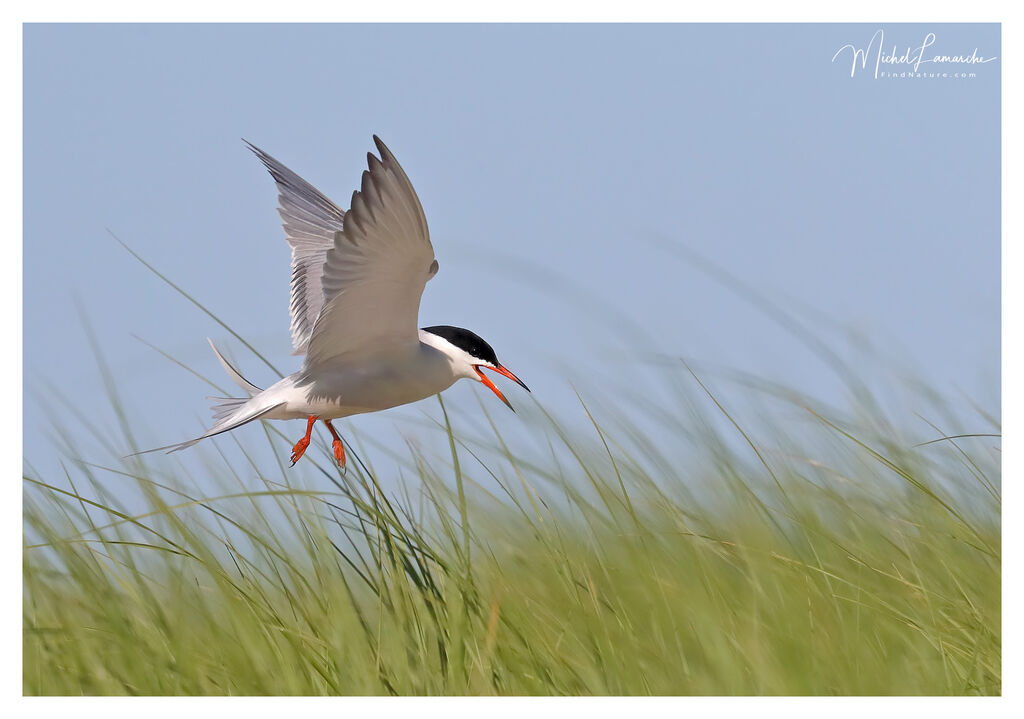 Common Tern, Flight