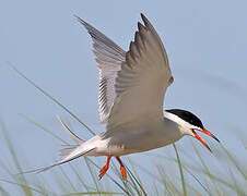 Common Tern