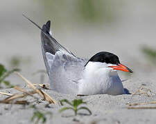 Common Tern