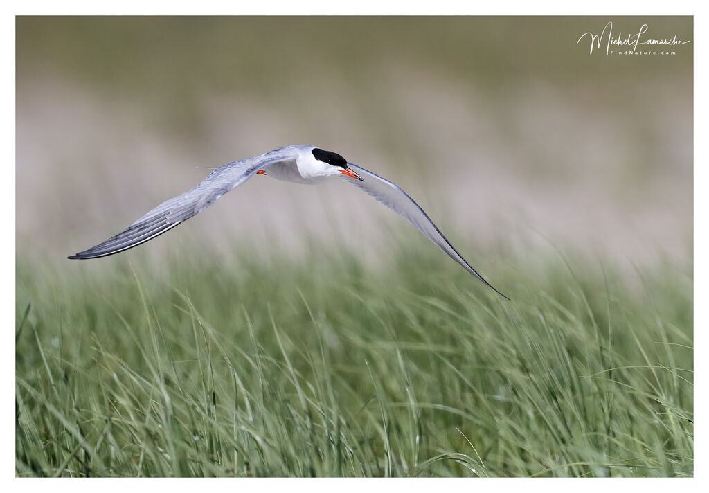 Common Tern, Flight