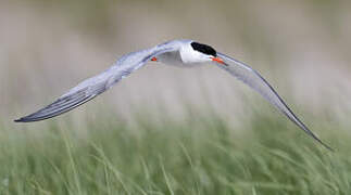 Common Tern