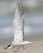 Common Tern