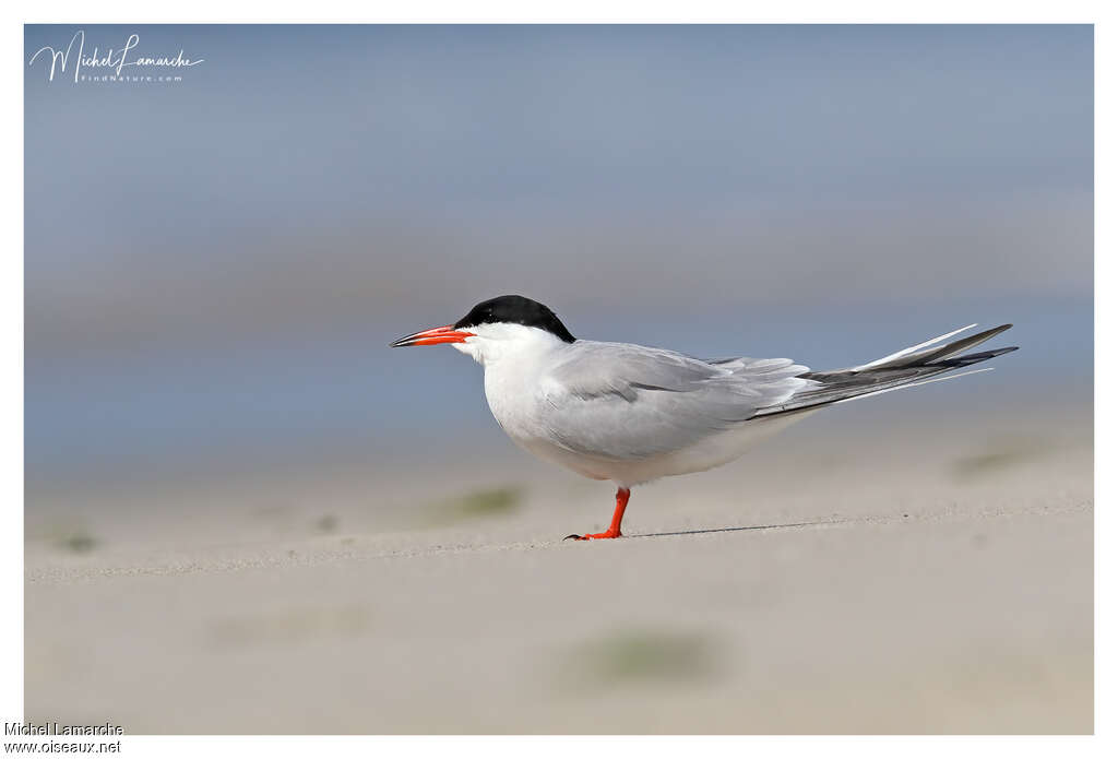 Sterne pierregarinadulte nuptial, identification