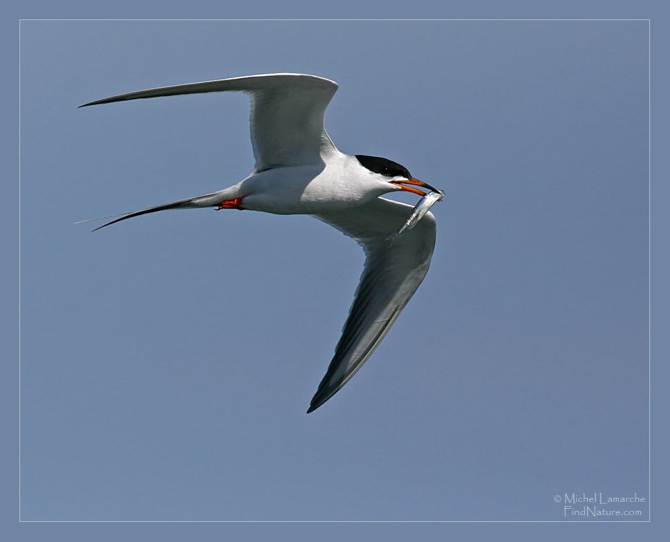 Common Tern