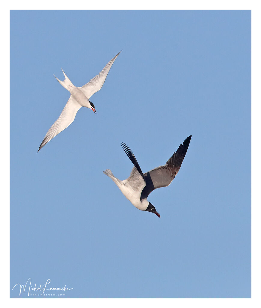 Common Tern, Flight