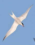 Common Tern