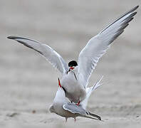 Common Tern