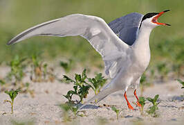 Common Tern