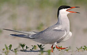 Common Tern