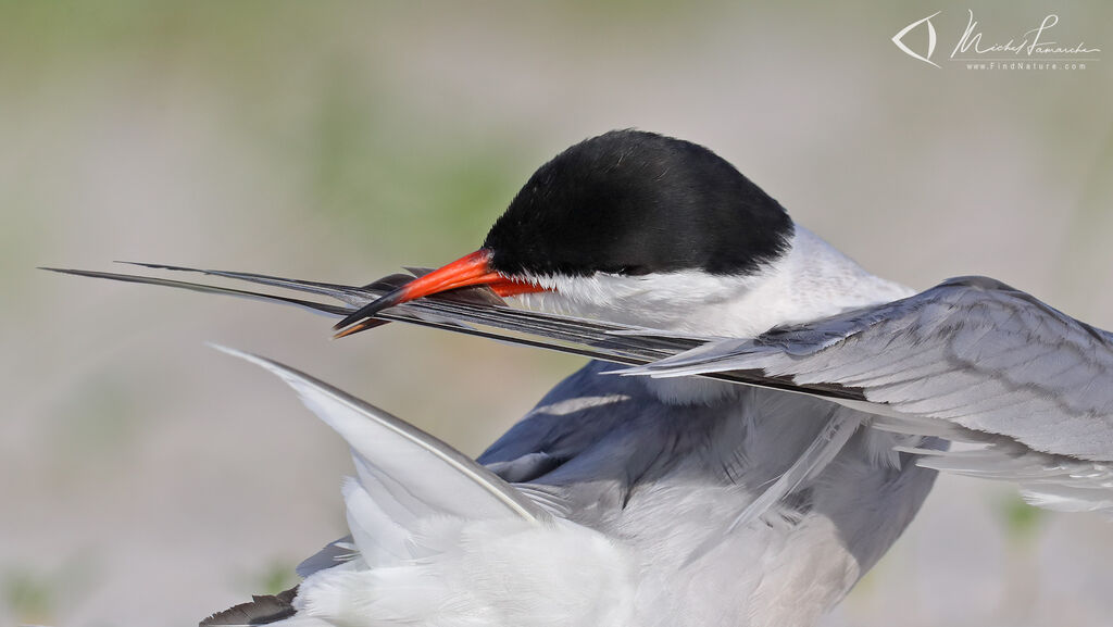 Common Tern