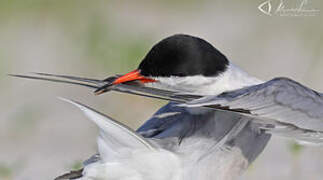 Common Tern