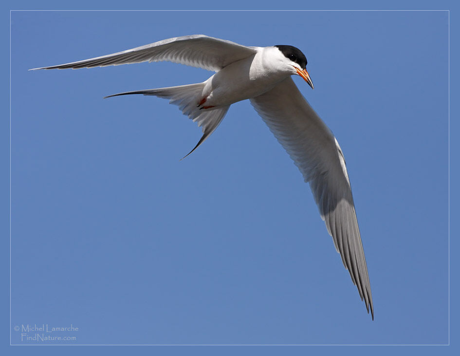 Common Tern