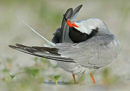 Common Tern