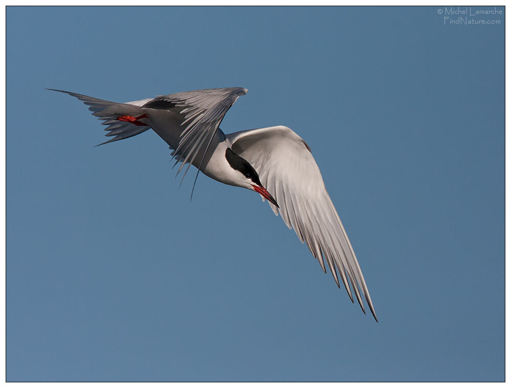 Common Tern, Flight