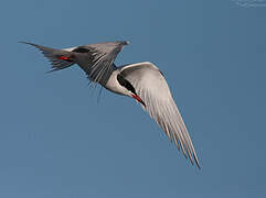 Common Tern