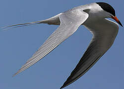 Common Tern