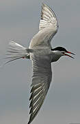 Common Tern