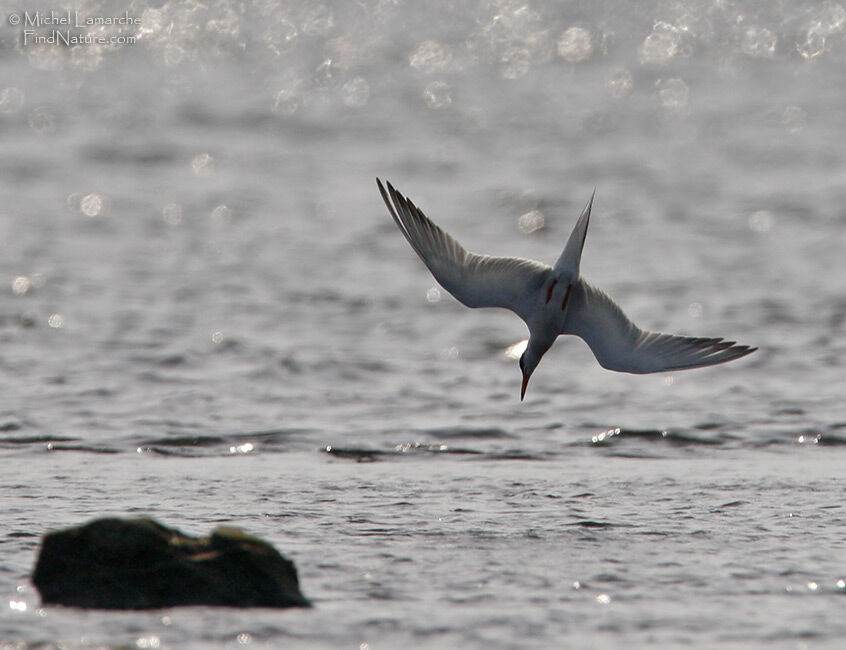 Common Tern