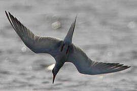 Common Tern