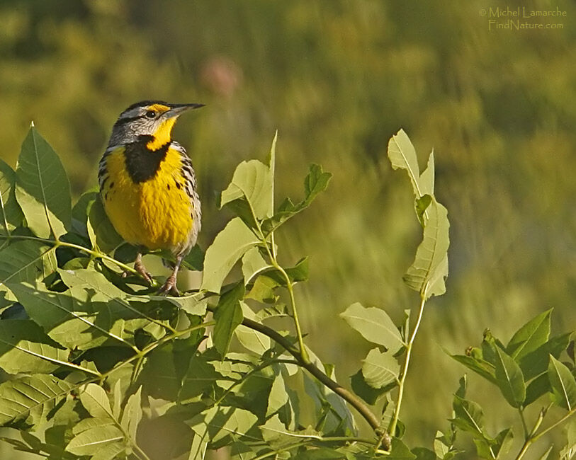 Eastern Meadowlark