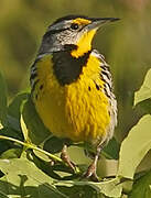 Eastern Meadowlark