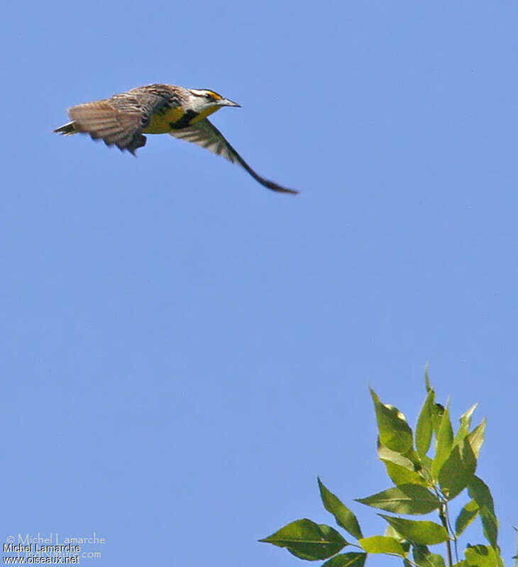 Eastern Meadowlarkadult