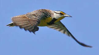 Eastern Meadowlark