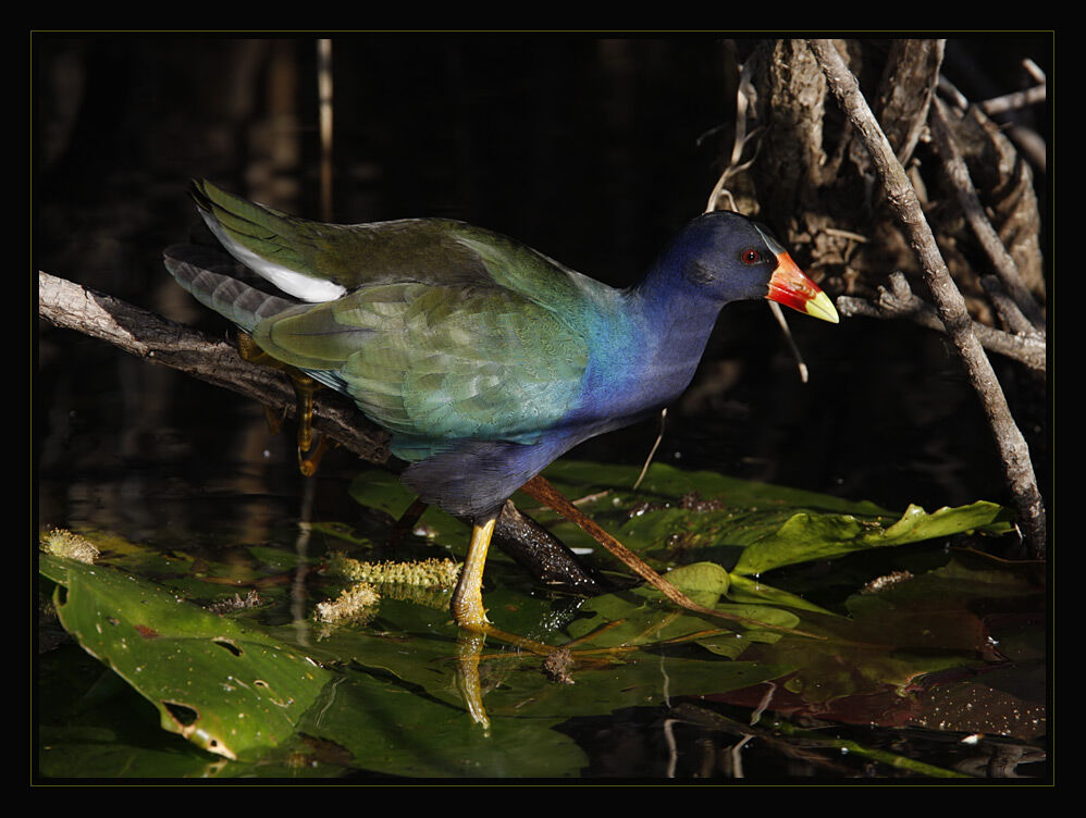 Purple Gallinule