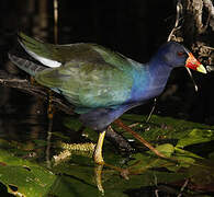 Purple Gallinule