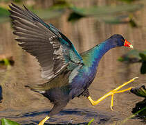 Purple Gallinule