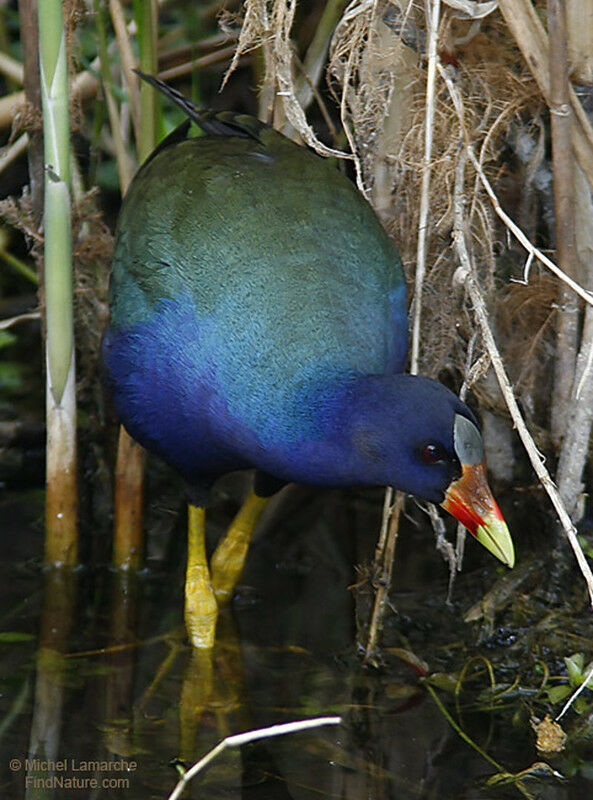 Purple Gallinule