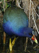 Purple Gallinule