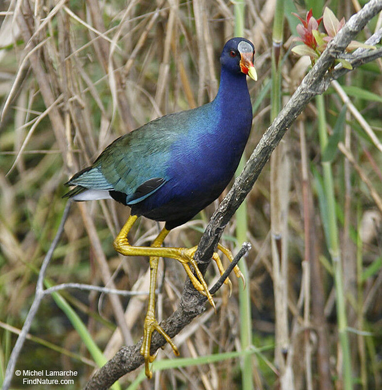 Purple Gallinule