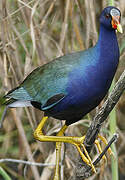 Purple Gallinule