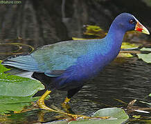 Purple Gallinule