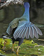 Purple Gallinule