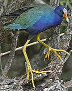 Purple Gallinule