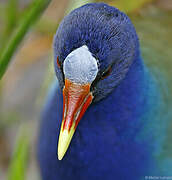 Purple Gallinule